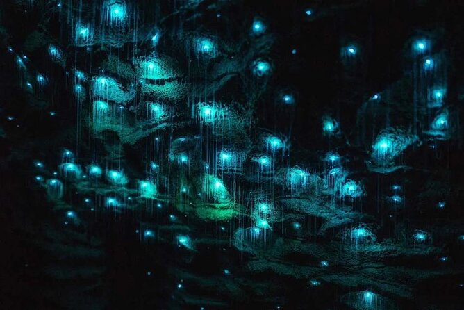 Private Tour: Ruakuri Cave, Waitomo Glowworm & Hobbiton Movie Set - Waitomo Glowworm Caves: a boat ride under the hills