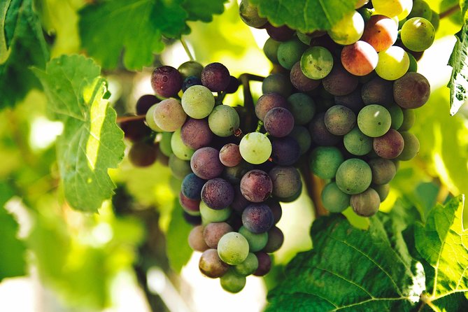 Private Tour - Waiheke Island Luxury Experience - Wine tastings and the olive oil bonus