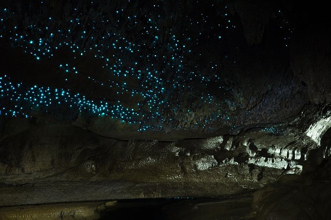 Private Waitomo Caves Tour - Auckland Tour House - Key points to know before booking
