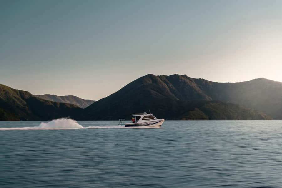 Queen Charlotte Sound Cruise with Lunch - What this Queen Charlotte Sound day is really like
