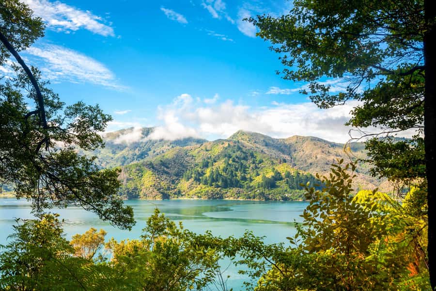 Queen Charlotte Track: Cruise & Self-Guided Hike from Picton - Key points at a glance