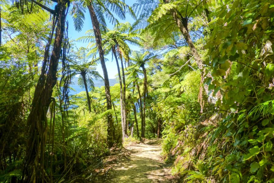 Queen Charlotte Track: Cruise & Self-Guided Hike from Picton - Who will get the most from this experience?