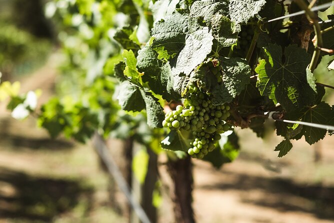 Queenstown: Afternoon Wine & Beer Tour with Platters - Small Group Size and Social Atmosphere
