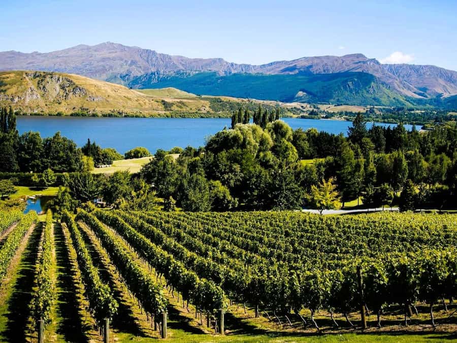 Queenstown, Arrowtown, Gibbston: Flexible Wine Hopper Tours - Kinross and the serious tasting option