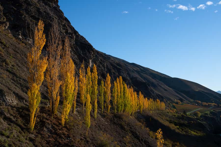Queenstown: Craft Beer Brewery Tour with Lunch - Lunch is the tour’s most substantial stop