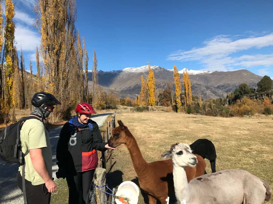 Queenstown: Guided E-Bike Tour with Winery Visits & Tastings - Arrowtown: gold-mining stories and an easy start