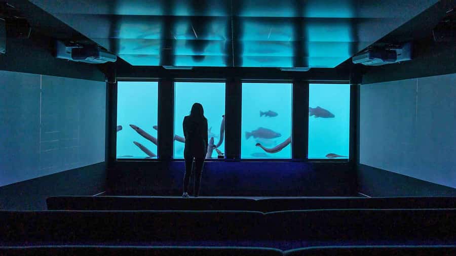 Queenstown: Hidden Underwater Theatre Experience - Is $8 good value in Queenstown?