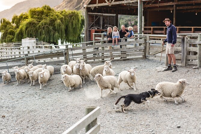 Queenstown Lake Cruise and Walter Peak Farm Adventure - Who will enjoy this most