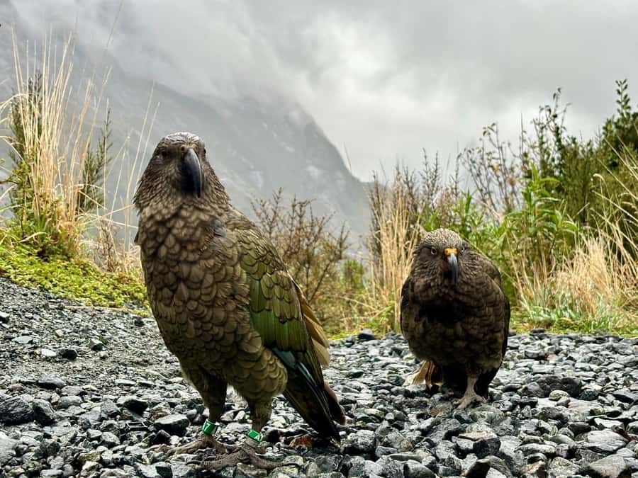 Queenstown: Milford Sound Small-Group Tour w Cruise & Lunch - The return to Queenstown is useful, but tiring