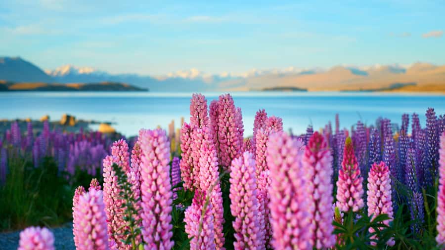 Queenstown: Private Day Trip to Lake Tekapo, Pukaki & More - Omarama and the optional Clay Cliffs