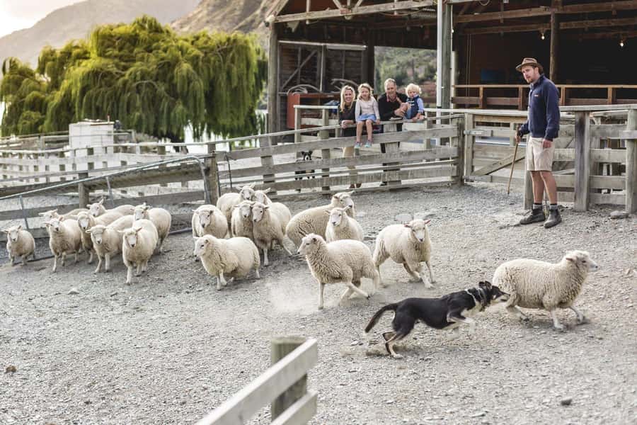 Queenstown: Queenstown Lake Cruise and Walter Peak Farm Tour - Why this Queenstown outing works so well