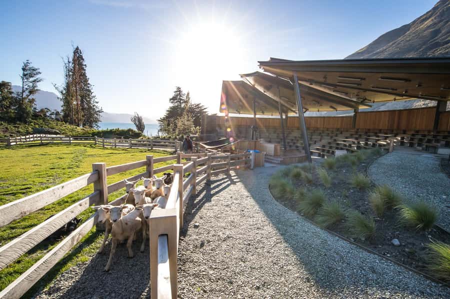 Queenstown: Queenstown Lake Cruise and Walter Peak Farm Tour - The sheep shearing and dog demonstration