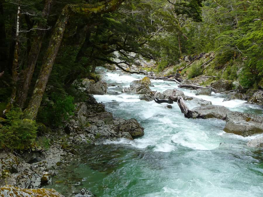 Queenstown: Routeburn Track Guided Full-Day Walk or Half Day - Queenstown to the Routeburn: A Scenic Start