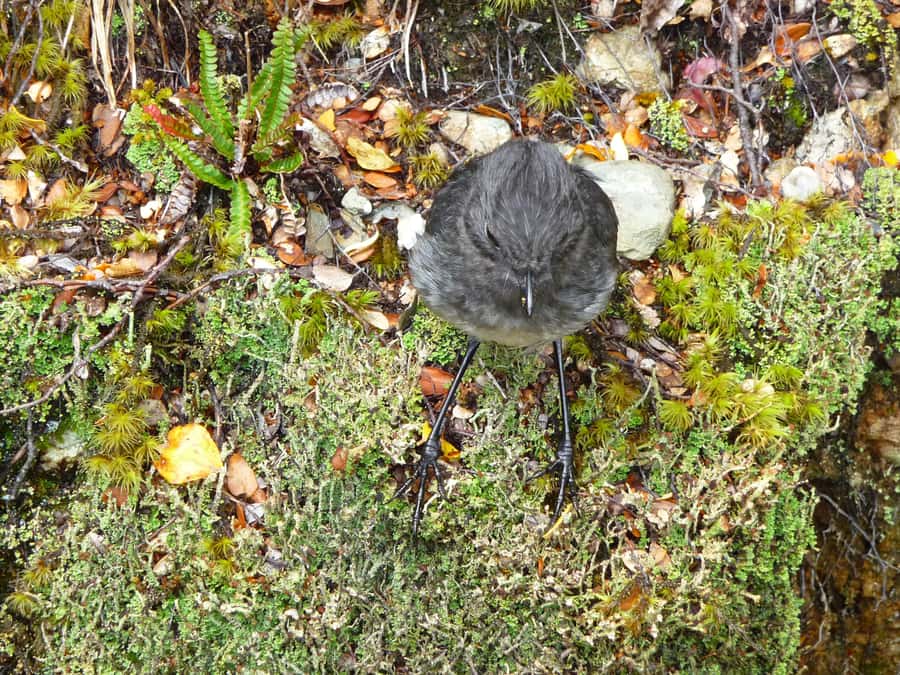 Queenstown: Routeburn Track Guided Full-Day Walk or Half Day - What to Bring for a Comfortable Day