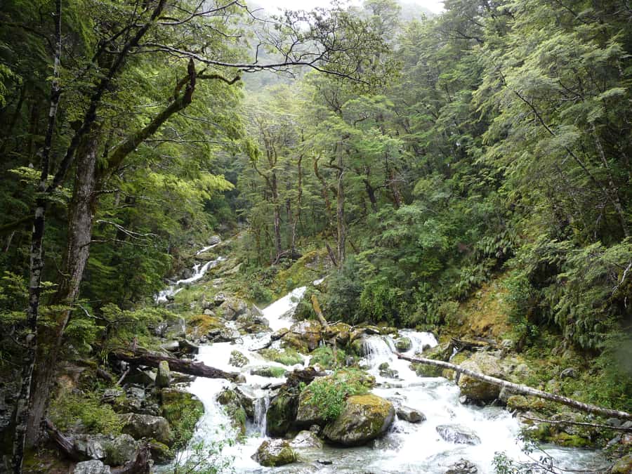 Queenstown: Routeburn Track Guided Full-Day Walk or Half Day - Booking Advice and Flexible Plans