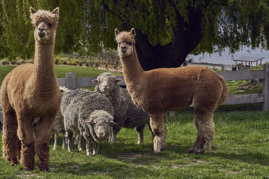 Queenstown: Walter Peak Garden to Table Experience - Touring the Restaurant Garden with a horticulturist
