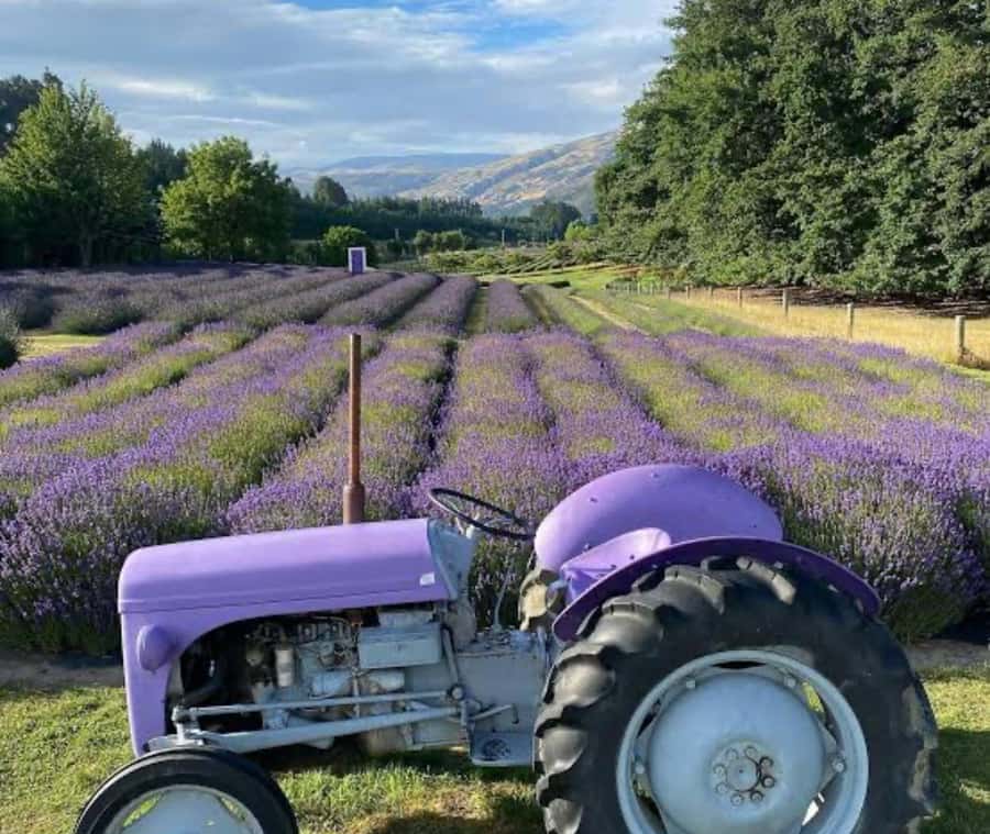 Queenstown: Wanaka & Arrowtown Guided Private Day Tour - Key points at a glance