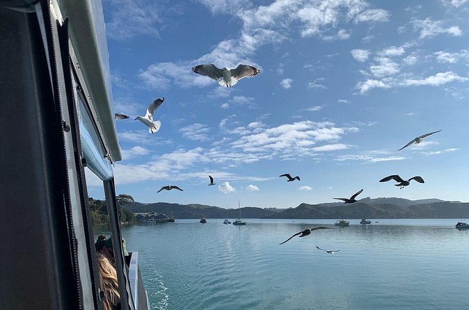 Raglan: Scenic Nature Boat Cruise - The harbour mouth and black-sand beach