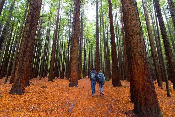 Redwood Forest , Blue Springs & Huka Falls Day Tour from Auckland - The essentials at a glance