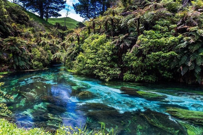 Redwood Forest , Blue Springs & Huka Falls Day Tour from Auckland - Leaving Auckland at 7:00 am