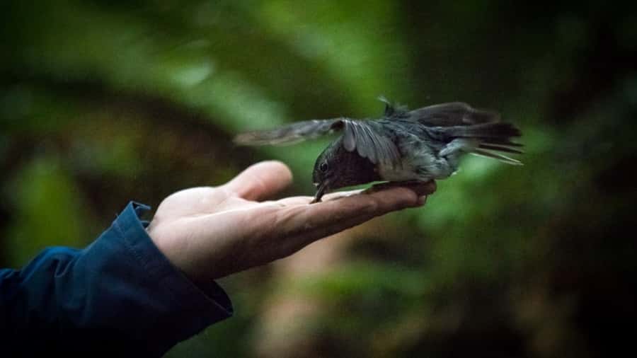 Rotorua: 6 Ziplines, Swing-Bridges & Wildlife Encounters - From Fairy Springs Road to the forest canopy