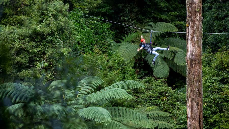 Rotorua: 6 Ziplines, Swing-Bridges & Wildlife Encounters - What the 150 to 210 minutes actually includes