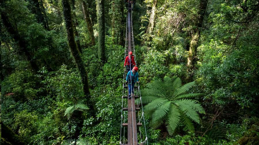 Rotorua: 6 Ziplines, Swing-Bridges & Wildlife Encounters - Small groups make a big difference