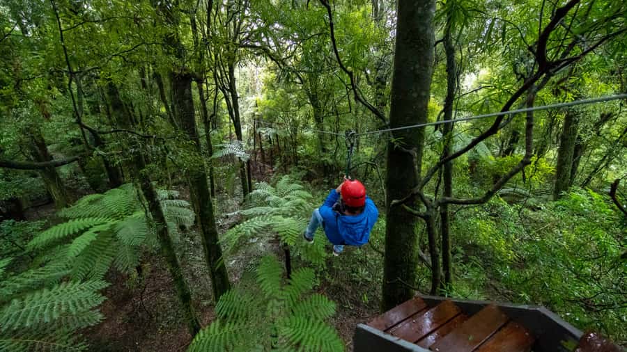 Rotorua: 6 Ziplines, Swing-Bridges & Wildlife Encounters - Is $118 a fair price?