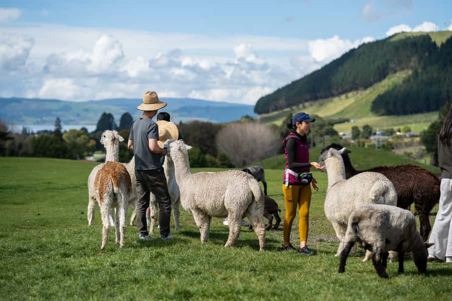 Rotorua: Authentic Kiwi Farm Experience at the Agrodome - Key Details Before You Go