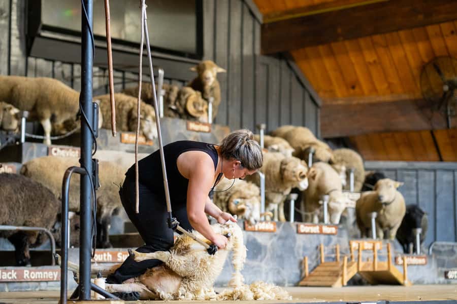 Rotorua: Authentic Kiwi Farm Experience at the Agrodome - A Trailer Ride Across 350 Acres