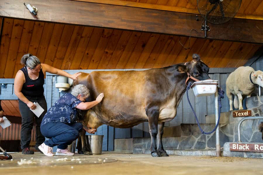 Rotorua: Authentic Kiwi Farm Experience at the Agrodome - Is $38 Good Value?