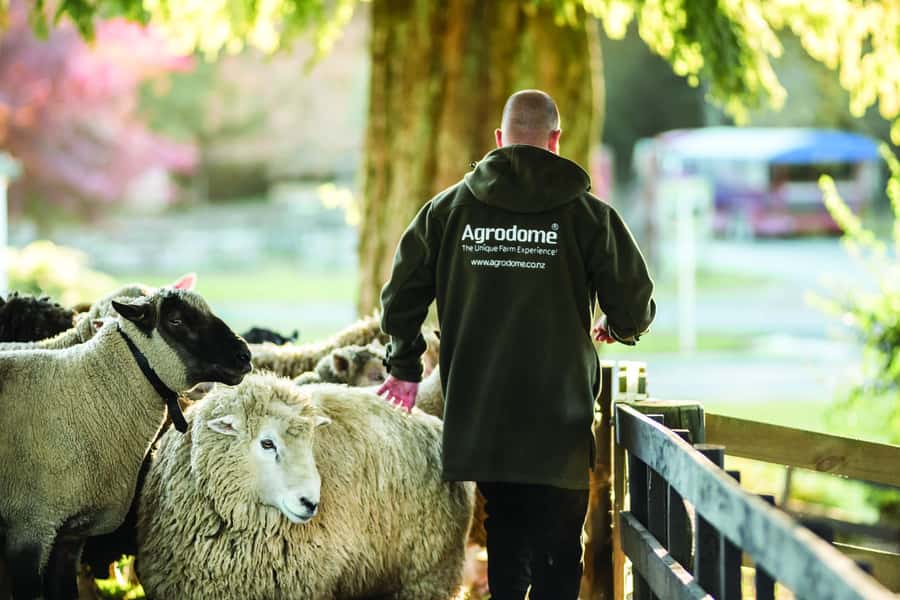 Rotorua: Authentic Kiwi Farm Experience at the Agrodome - Who Will Enjoy This Most?