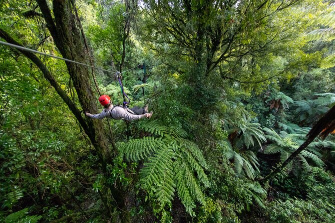 Rotorua Canopy Tours: 2.5Hour Native Forest Zipline Adventure - Learning the forest before the first zipline