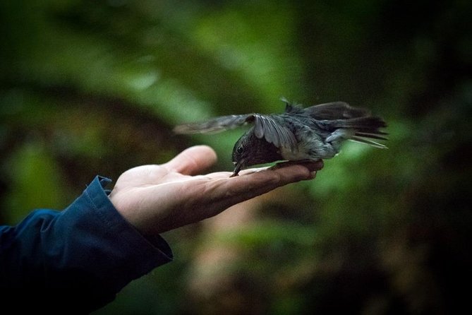 Rotorua Canopy Tours: 2.5Hour Native Forest Zipline Adventure - Conservation gives the adventure more weight