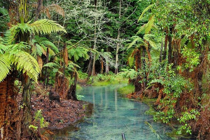 Rotorua Day Trip from Auckland TePuia_Hot Pool-Tub_Redwood Forest - A short walk through Whakarewarewa Forest