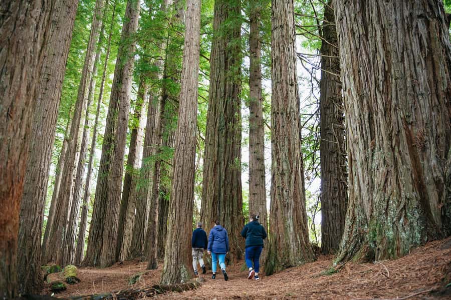 Rotorua: Explore The Lakes Half-Day Morning Tour - Why this Rotorua morning tour works