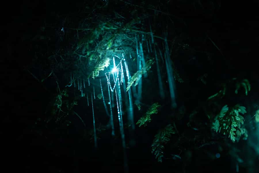 Rotorua: Glow Worm Kayak Tour - Should you book the Rotorua glow worm kayak tour?
