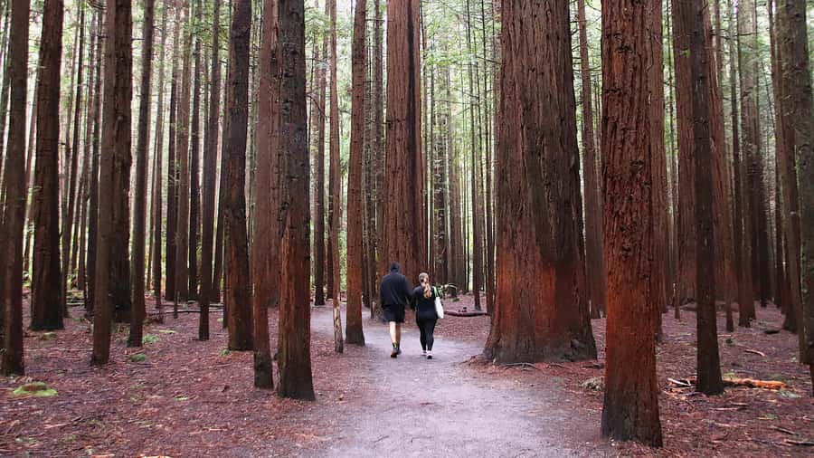 Rotorua: Glowworm Cave, Redwoods Forest & Te Puia Tour - Practical tips for making the day easier