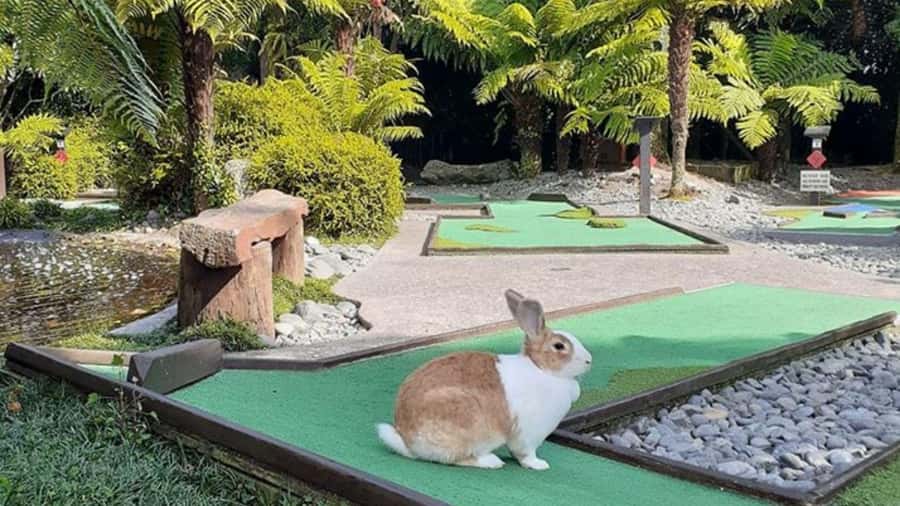 Rotorua: Mini Golf Experience - The 18-hole game and what to expect