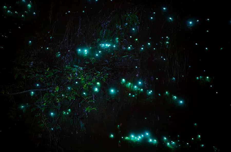 Rotorua: Nocturnal Glow-Worm Adventure Tour with a Guide - The first walk through the native bush
