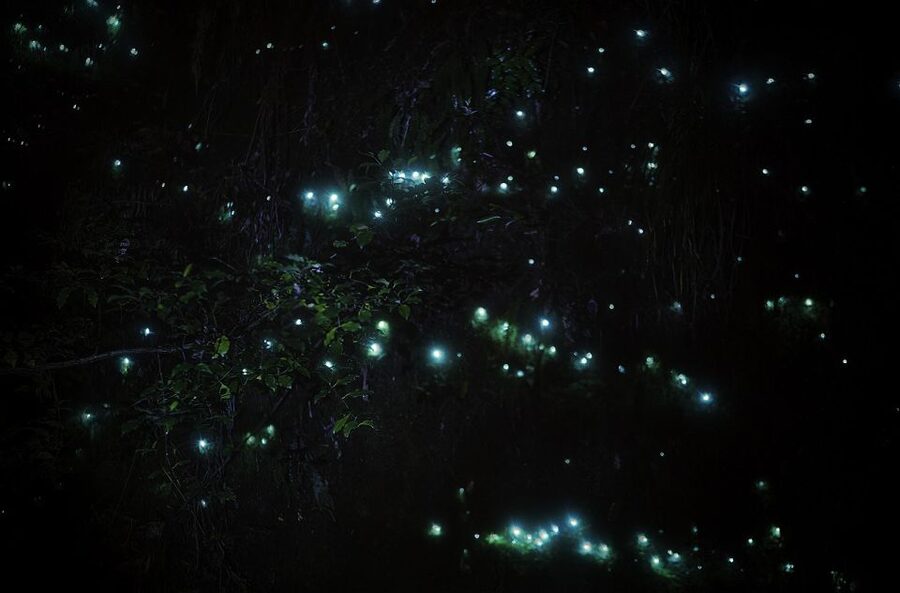 Rotorua: Nocturnal Glow-Worm Adventure Tour with a Guide - Who should book this night walk?