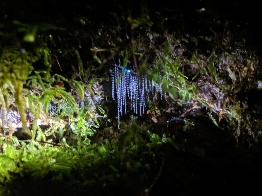 Rotorua: Nocturnal Glow-Worm Adventure Tour with a Guide - Booking flexibility and group size