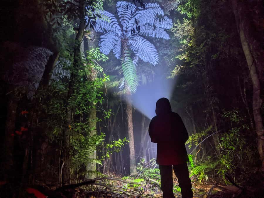 Rotorua: Nocturnal Glow-Worm Adventure Tour with a Guide - Meeting your guide and leaving Rotorua