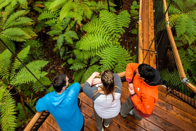 Rotorua: Redwoods Adventure 3-Hours - Redwoods Nightlights and the fast-pass advantage