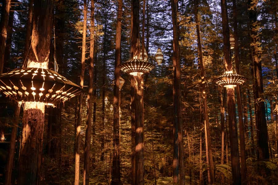 Rotorua: Redwoods Altitude, Nighttime Fast Pass, & Treewalk - The Redwoods experience at a glance