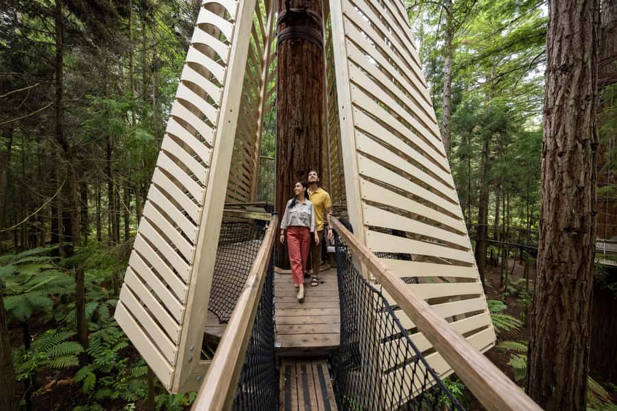 Rotorua: Redwoods Altitude, Nighttime Fast Pass, & Treewalk - Why the combination works so well
