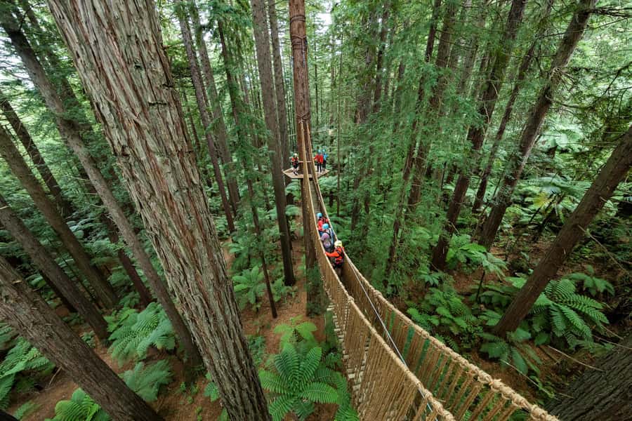 Rotorua: Redwoods Altitude, Nighttime Fast Pass, & Treewalk - Altitude: 25 metres up and 650 metres around