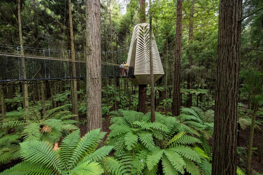 Rotorua: Redwoods Altitude, Nighttime Fast Pass, & Treewalk - Daytime Treewalk and the glowworm stop