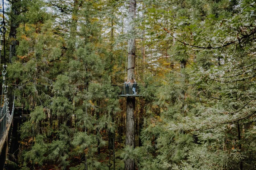 Rotorua: Redwoods Altitude, Nighttime Fast Pass, & Treewalk - Nightlights with the Fast Pass