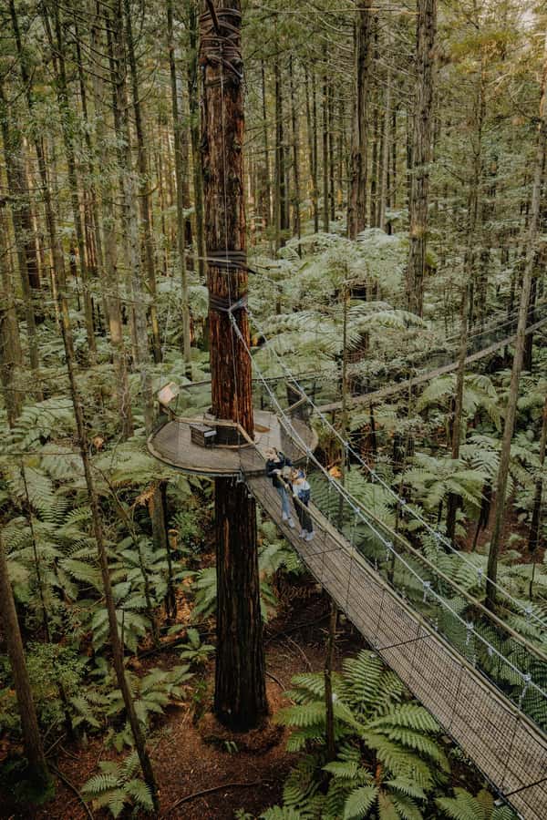Rotorua: Redwoods Altitude, Nighttime Fast Pass, & Treewalk - How much value do you get for $118?